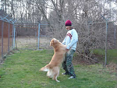 Dogs playing in kennel